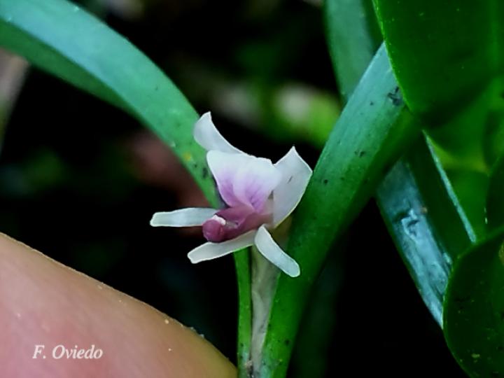 Scaphyglottis prolifera