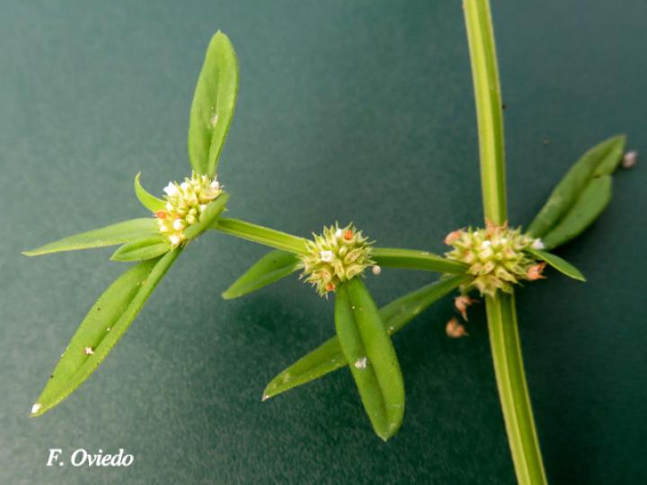 Spermacoce prostrata (Fierrillo)
