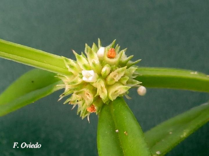 Spermacoce prostrata (Fierrillo)