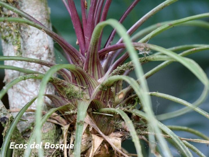 Tillandsia anceps