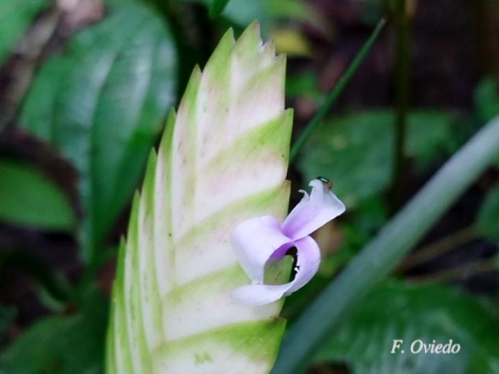 Tillandsia anceps