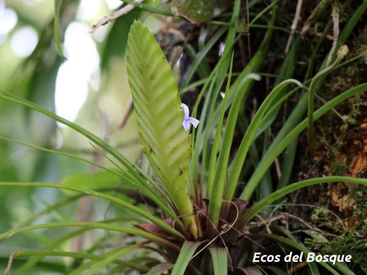Tillandsia anceps