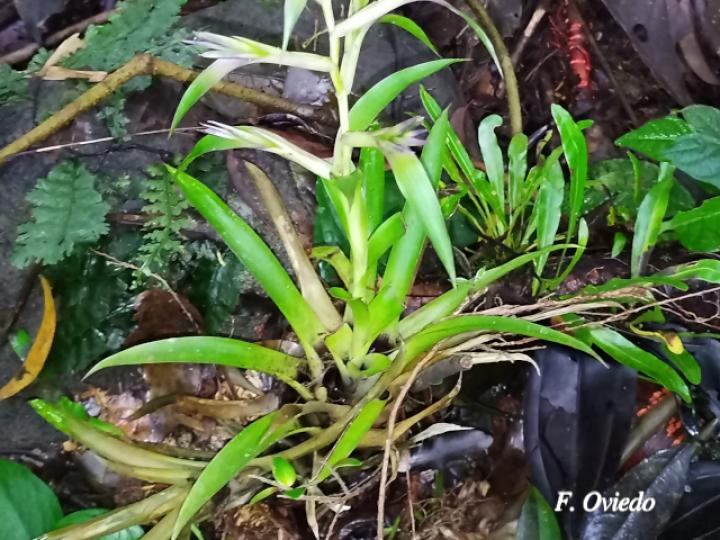 Tillandsia leiboldiana