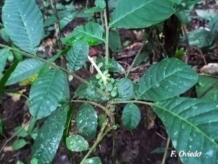 Trichilia pittieri (Cedro cóbano)