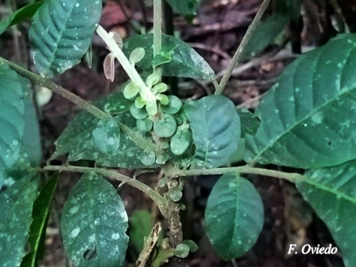 Trichilia pittieri (Cedro cóbano)