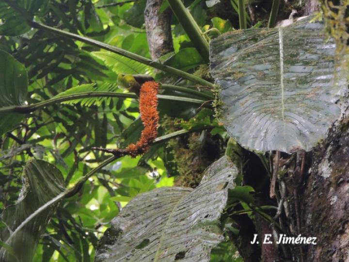 Anthurium spectabile 