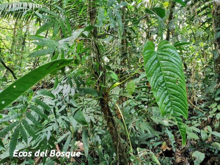 Anthurium talamancae