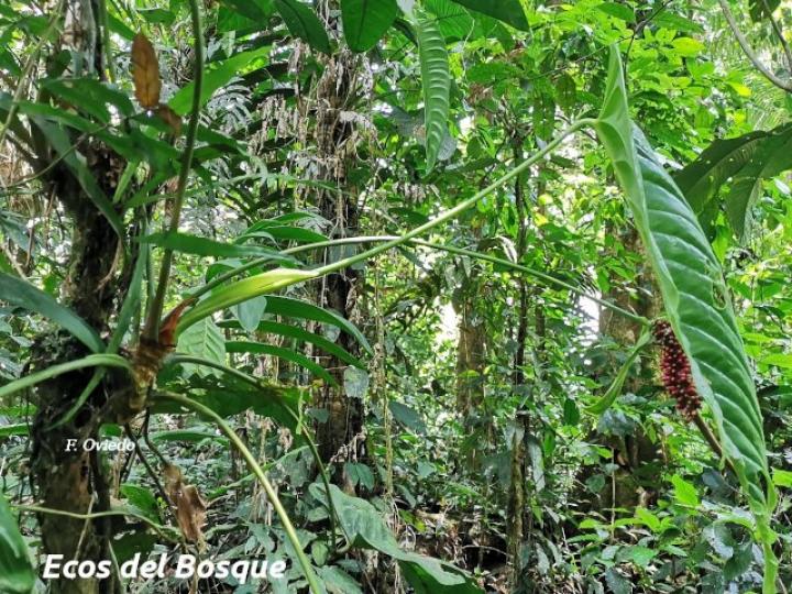 Anthurium talamancae