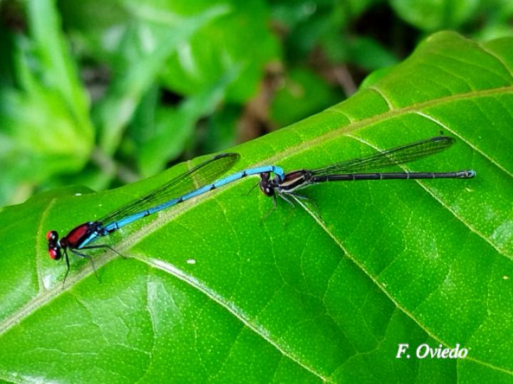 Argia oenea, (Azulilla de arroyo de ojos rojos)