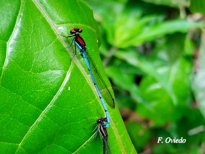Argia oenea, macho (Azulilla de arroyo de ojos rojos)