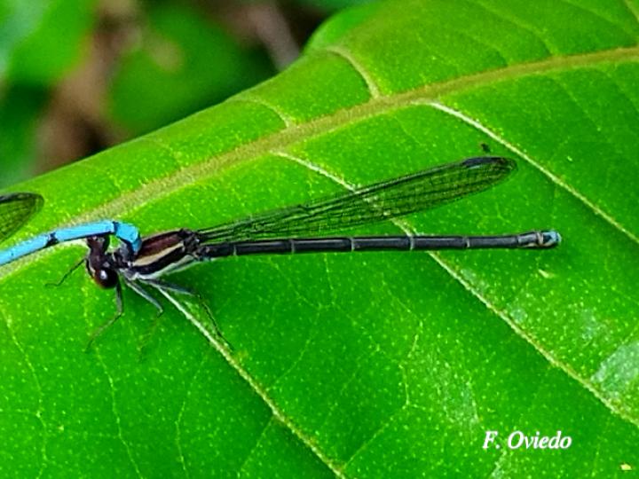 Argia oenea, hembra (Azulilla de arroyo de ojos rojos)