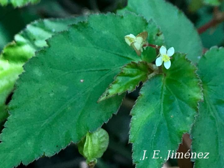 Begonia semiovata