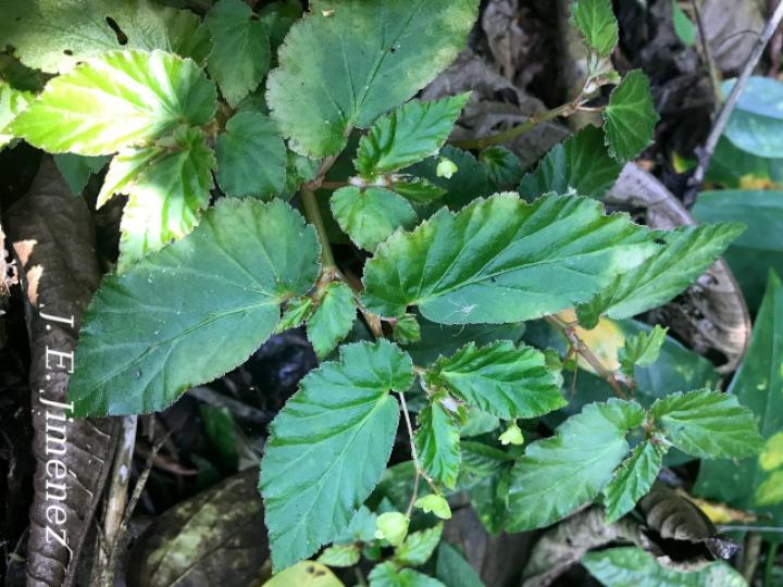 Begonia semiovata