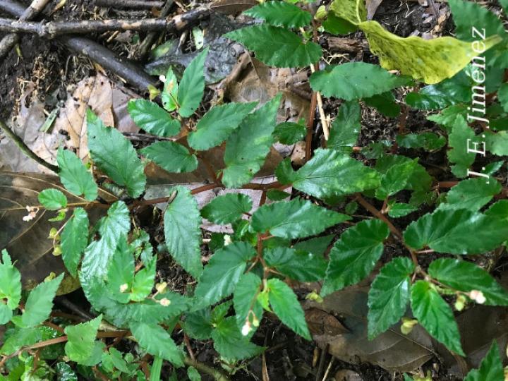 Begonia semiovata