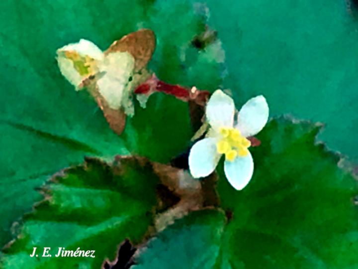 Begonia semiovata