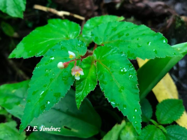 Begonia semiovata