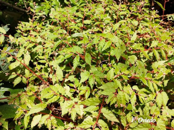 Begonia semiovata