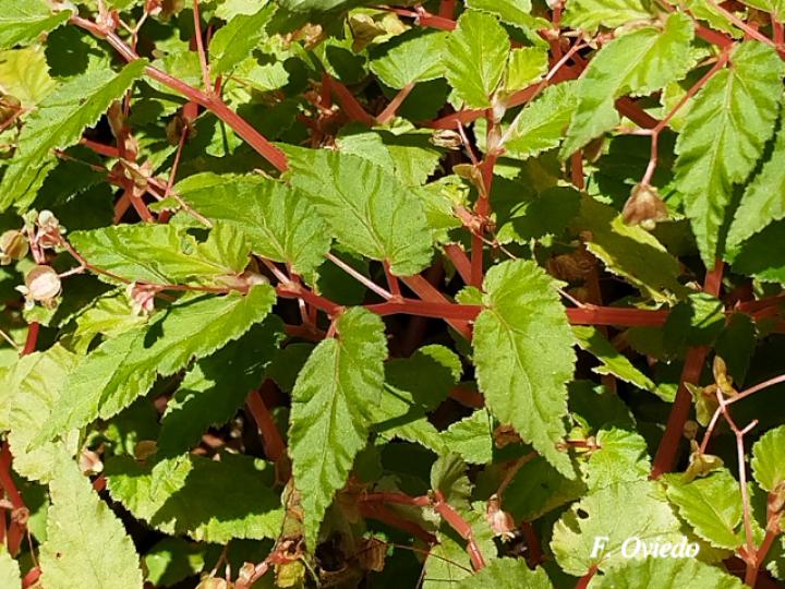 Begonia semiovata