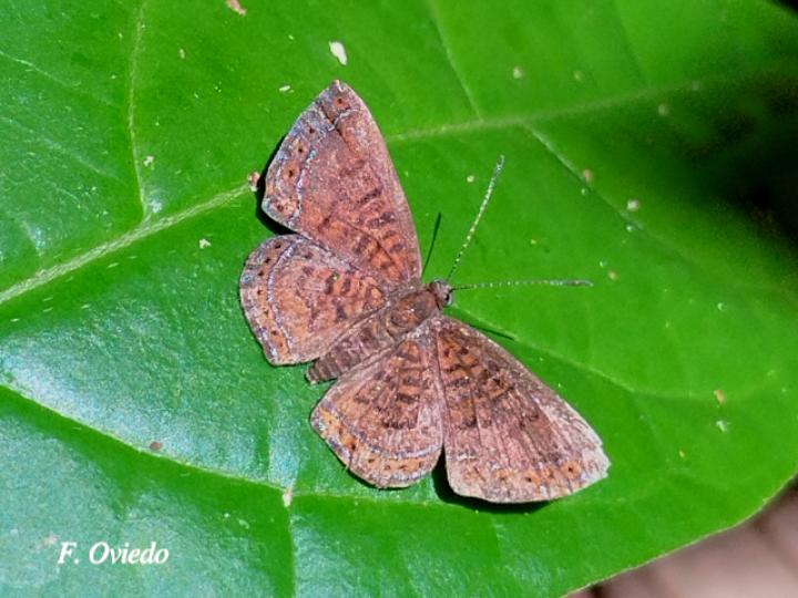 Calephelis brownii