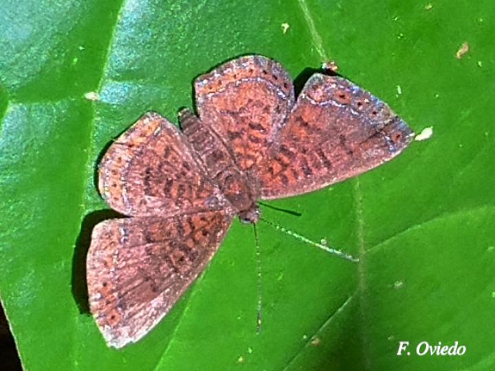 Calephelis brownii