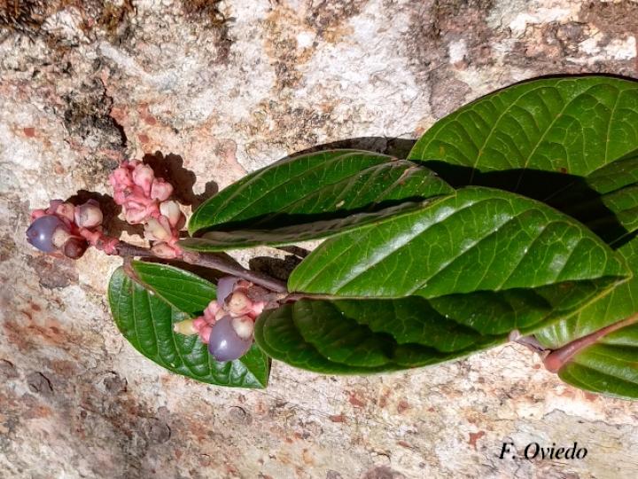 Cavendishia axillaris
