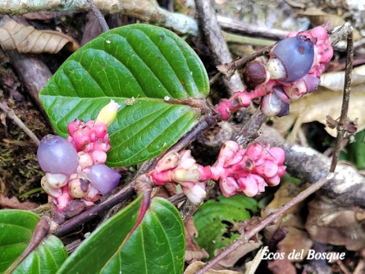 Cavendishia axillaris