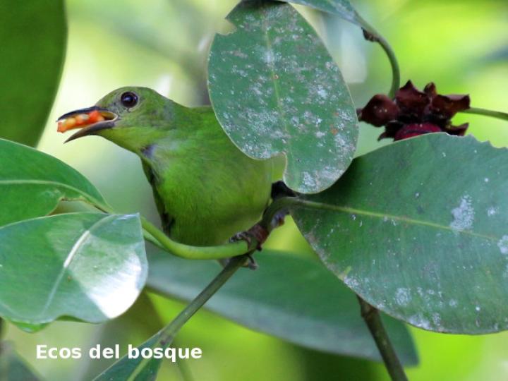 Chlorophanes spiza en clusia valerioi