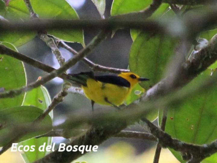 Chrysothlypis chrysomelas (Tangara negro y dorado)
