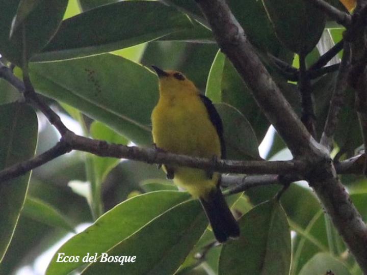 Chrysothlypis chrysomelas (Tangara negro y dorado)
