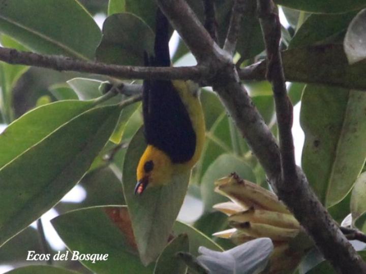 Chrysothlypis chrysomelas (Tangara negro y dorado)