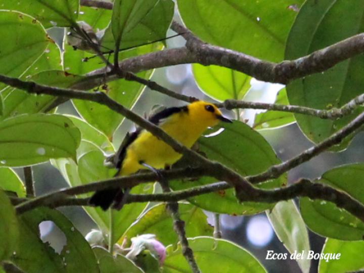 Chrysothlypis chrysomelas (Tangara negro y dorado)