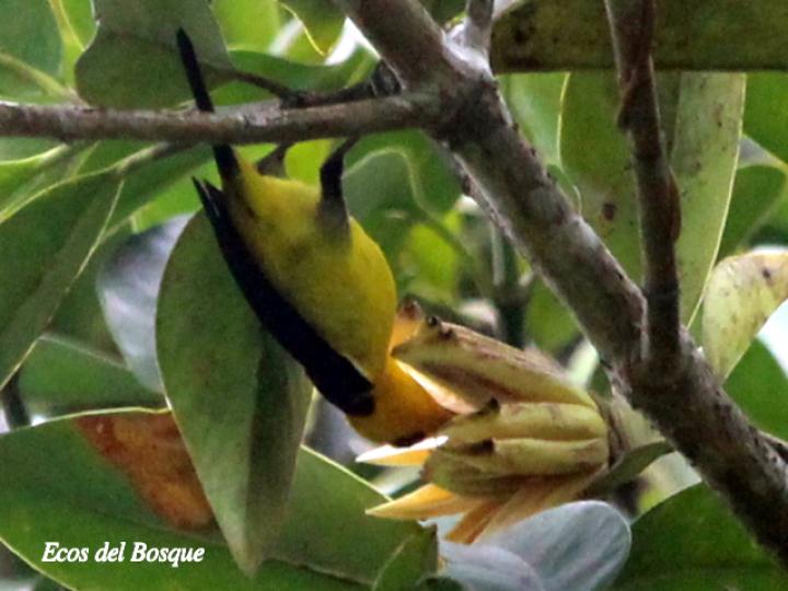 Tangara negro dorado en clusia cooperi