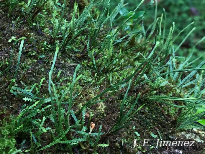 Cochlidium serrulatum