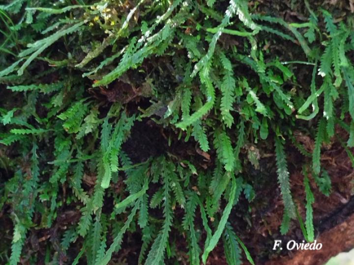 Cochlidium serrulatum