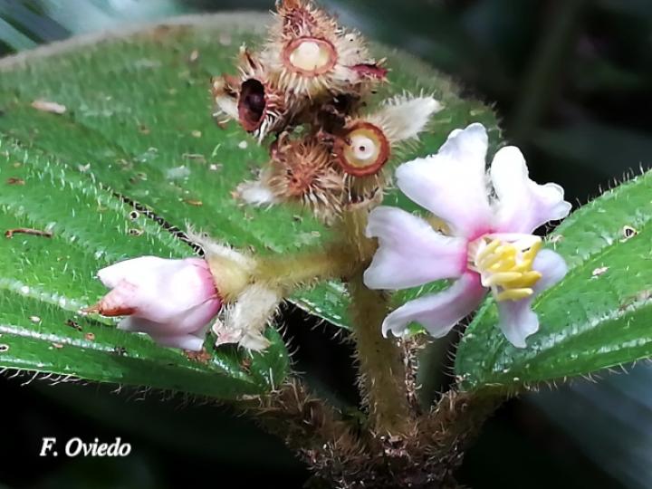 Conostegia bracteata