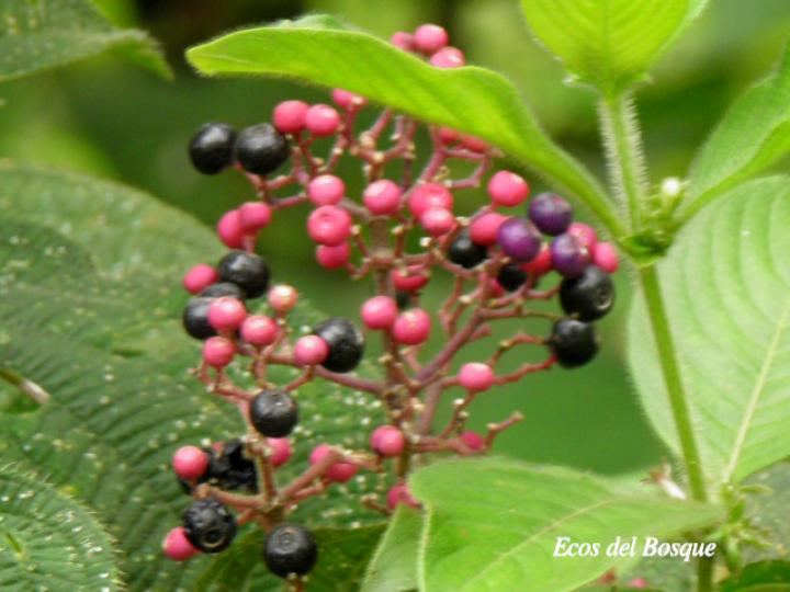 Conostegia subcrustulata (Uña de gato)