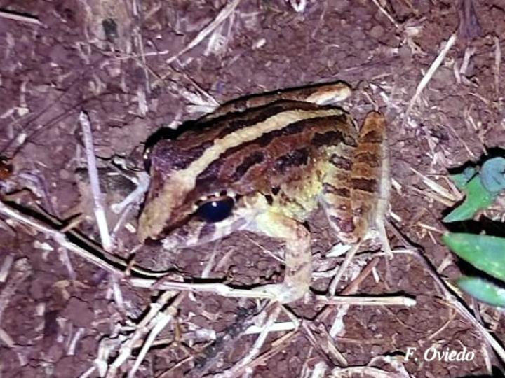 Craugastor fitzingeri (Rana de lluvia común)