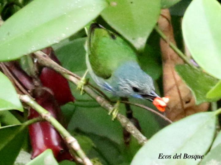 Mielero patiamarillo en clusia gracilis