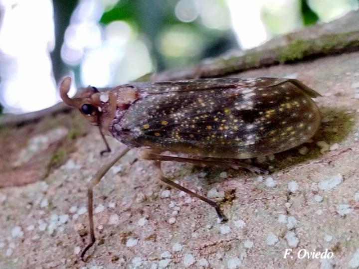 Enchophora stillifera