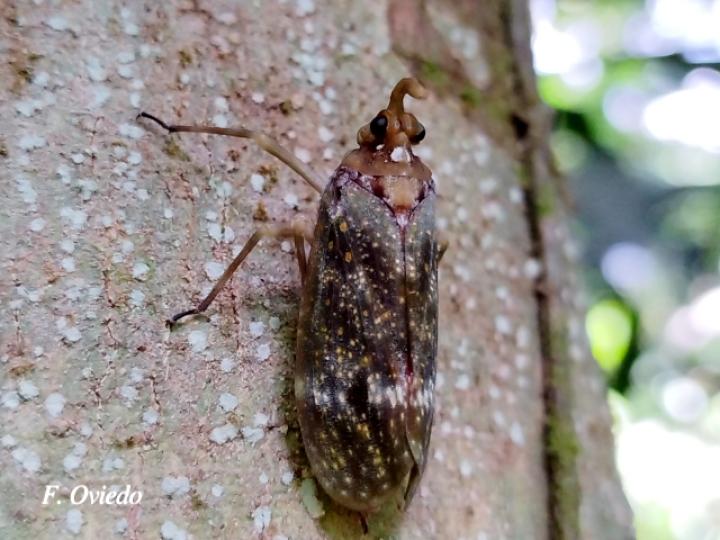 Enchophora stillifera