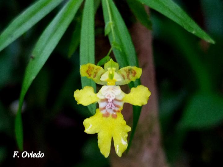 Erycina crista-galli