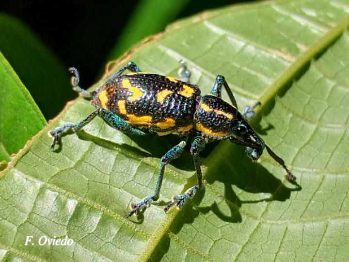 Exophthalmus nicaraguensis