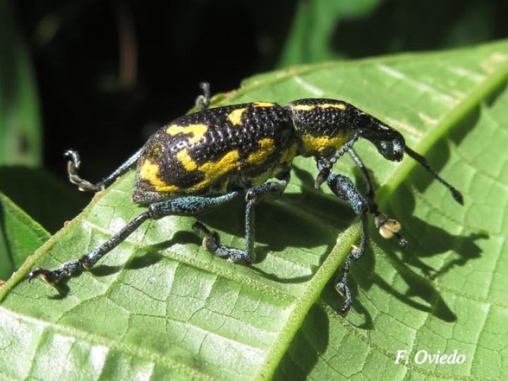 Exophthalmus nicaraguensis