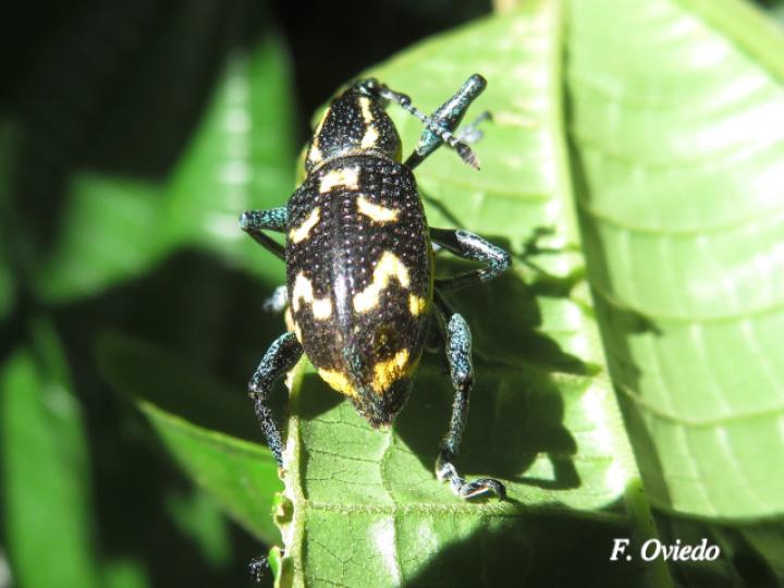 Exophthalmus nicaraguensis