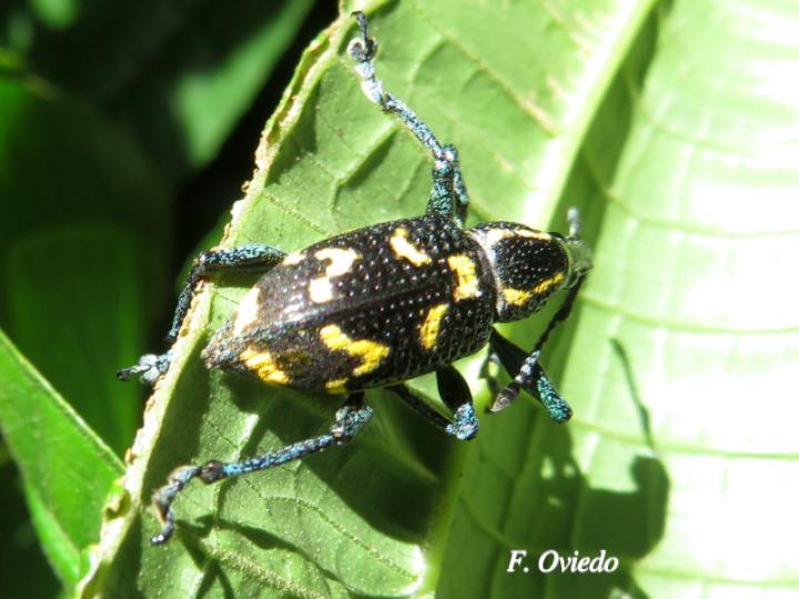 Exophthalmus nicaraguensis