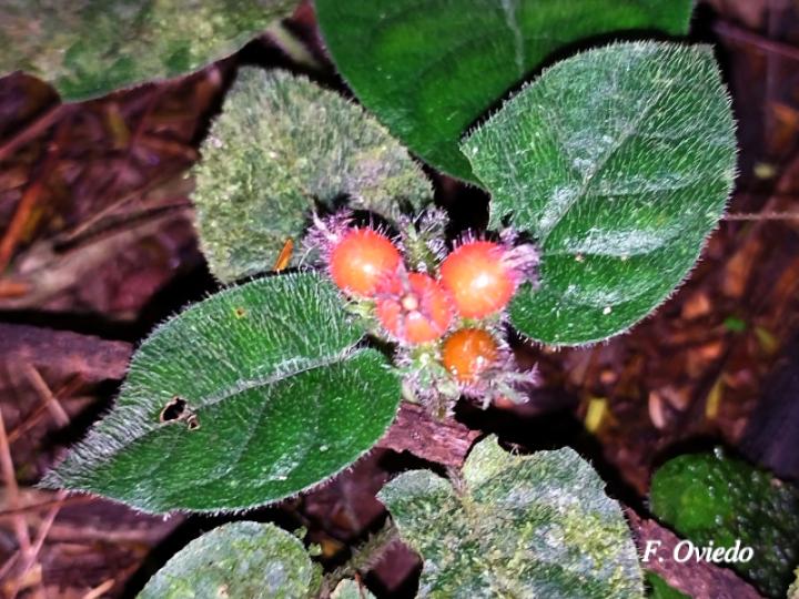 Geophila cordifolia