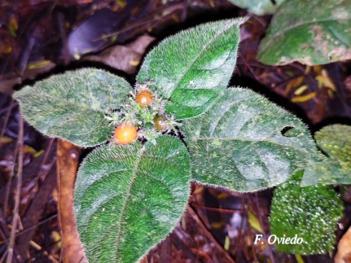 Geophila cordifolia