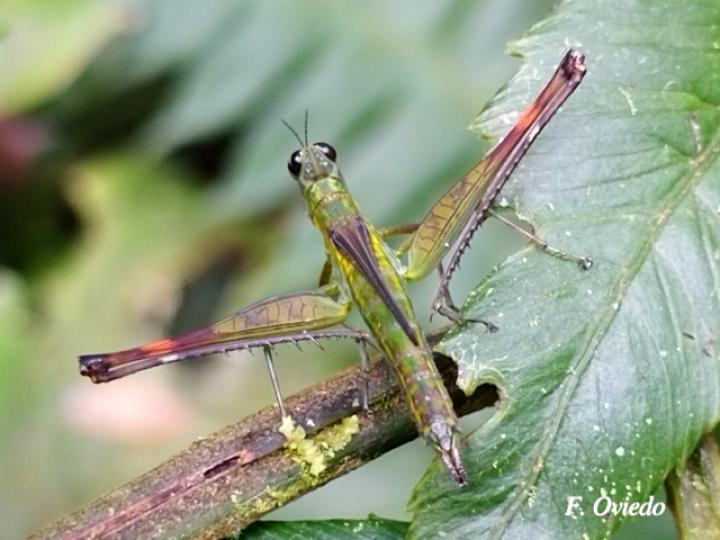 Homeomastax robertsi