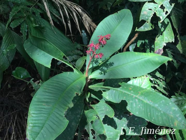 Hymenandra squamata