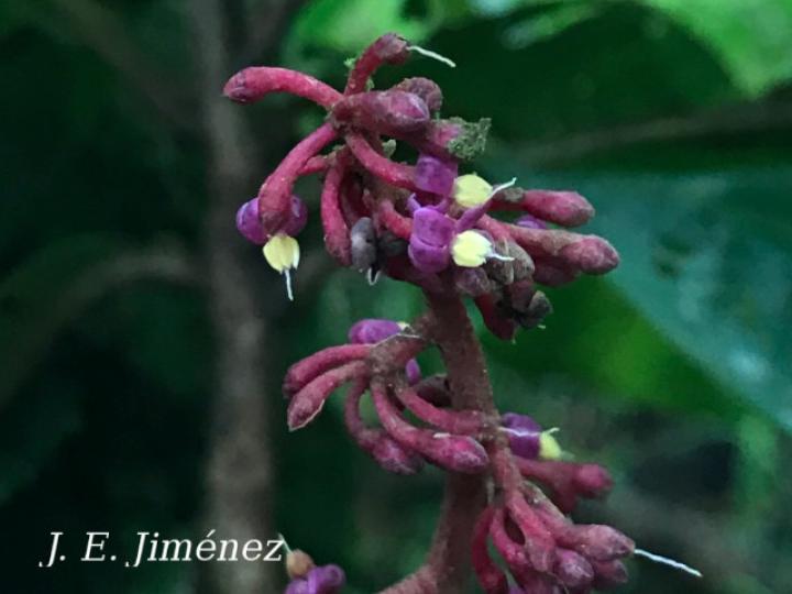 Hymenandra squamata